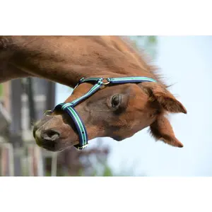 Halter for horse Bucas Dublin image-0