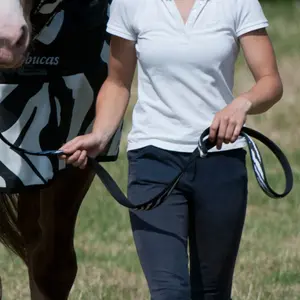 Léguar de treino para cavalo e cão Bucas Dublin image-1