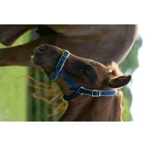 41230-62-cabecada-para-ponei-bucas-dublin-marinha-prata-pony