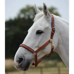 Halfter für Pferd Bucas Dublin image-0