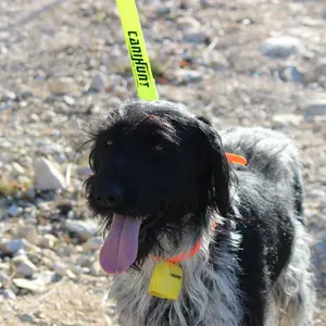 Hondentuig met ronde benadering (gevlochten) 2 karabiners drijvende ring Canihunt ALP image-1