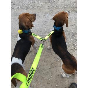 Platte Hundeleine mit integriertem Verbinder Canihunt Hunter image-1