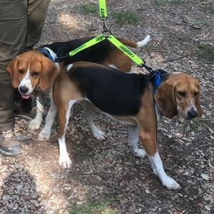 Platte Hundeleine mit integriertem Verbinder Canihunt Hunter image-2