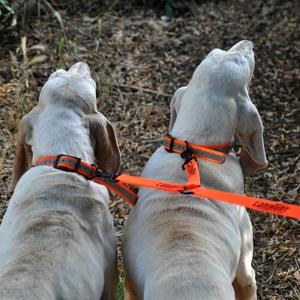 Koppelband för hund med inbyggd koppling Canihunt Hunter First image-2