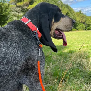 Laisse pour chien simple ronde Canihunt Xtreme image-2