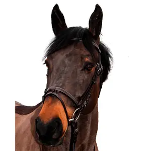 Uzda dla koni Canter Club image-0