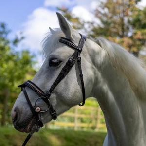 111117-marron-light-gold-trans-for-ridning-canter-mylord-brun-ljus-guld