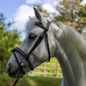 111117-marron-light-gold-trans-for-ridning-canter-mylord-brun-ljus-guld