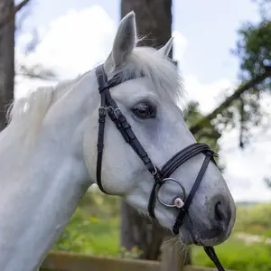 111117-marron-vert-trans-for-ridning-canter-mylord-brun-gron