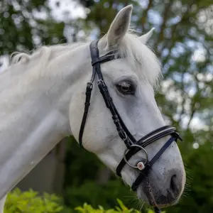 111117-noir-light-gold-trans-for-ridning-canter-mylord-svart-ljusguld