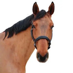 Lederhalfter für Pferde Canter Mylord image-0