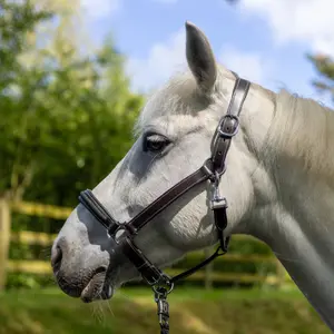 Halter for horse Canter Mylord image-0