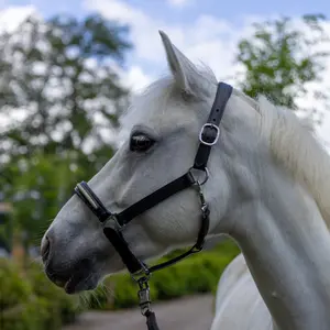 Halter for horse Canter Mylord image-0