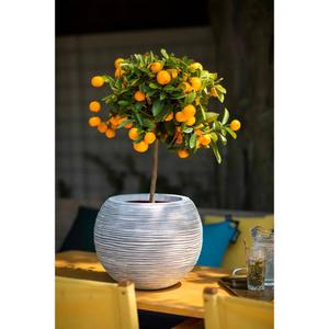 Pentola Capi Nature Rib KOFI270 image-1