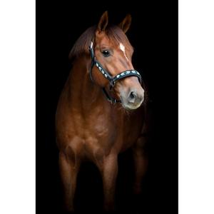 Lederhalfter für Pferde Catago Vanamo image-1