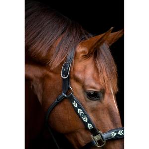 Lederhalfter für Pferde Catago Vanamo image-2