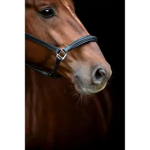 Cabresto de couro para cavalos Catago Novi 25.2 image-4