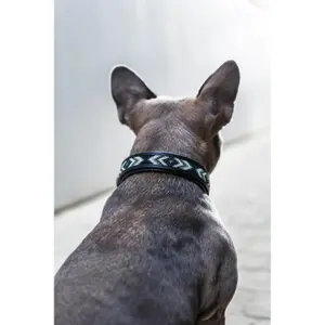 Coleira cão Catago Viben image-1