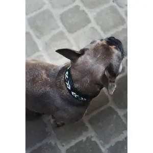 Coleira cão Catago Viben image-3