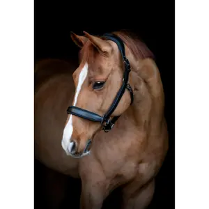 Halfter für Pferd Catago Brielle image-1