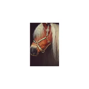 Halster voor paarden Catago image-1