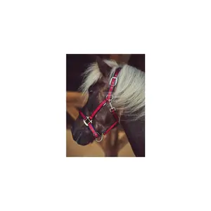 Halster voor paarden Catago image-1