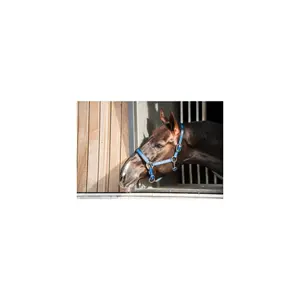 Halster voor paarden Catago image-1