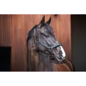 Leather horse halter Catago Arrow image-3