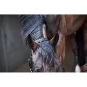 Leather horse halter Catago Arrow image-4