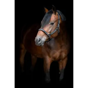 Licol pour cheval Catago Nisha image-1