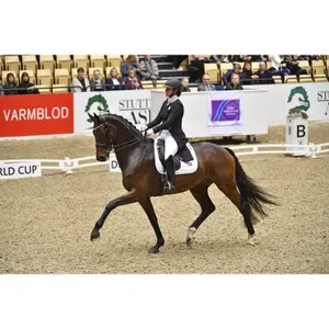 Tapis de selle pour cheval Catago FIR-Tech image-1