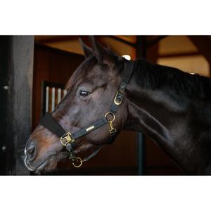 800094001-large-horse-halter-catago-fir-tech-black