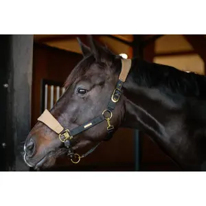 Halsband voor groot paard Catago FIR-Tech image-1