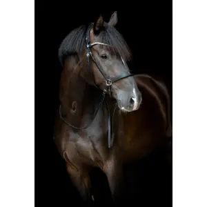 Kinnriemen für Pferde Catago Gentle image-1