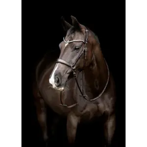 Szelki do konia z klamrami Catago Gentle image-1