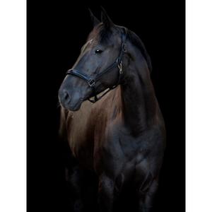 Cavezza in cuoio Catago Novi 25.1 image-1