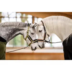 Halfter für Pferd Cavallo Cavaljero image-3