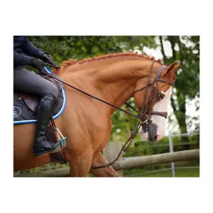 Coleira de caça de cinco pontos e martingale para cavalos Jump'In image-1