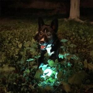 Hundeball Chuckit Max Glow image-5