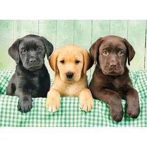 Three Labradors 1000-piece puzzle Clementoni image-1