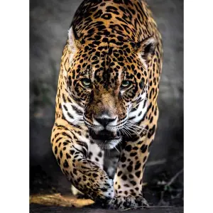 Puzzle 1000 pieces walk of the jaguar Clementoni image-1