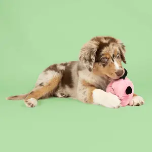 Dog toy Coockoo Bouncy Buddy image-3