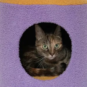 Cat shelter Coockoo Happy House image-2