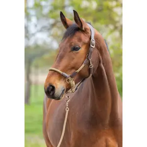 Póni kötél Covalliero Cordano Delux image-2