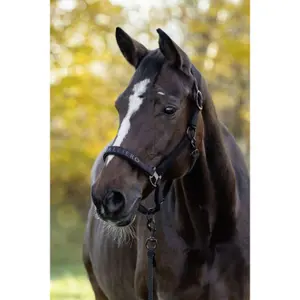 Fellhalfter Covalliero image-1