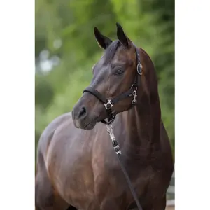 Cabresto para cavalos Covalliero Dexter image-2