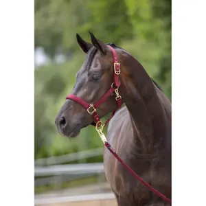 Halter for horse Covalliero Classy image-1