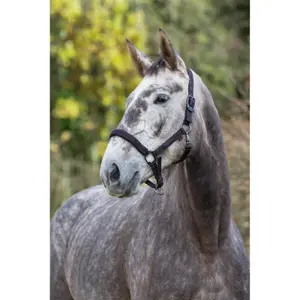 Cabresto para cavalos Covalliero Royal image-3