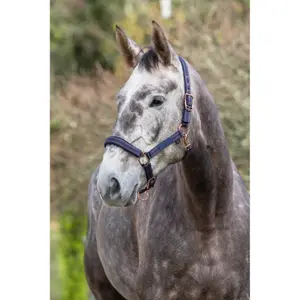 Cabresto para cavalos Covalliero Royal image-3