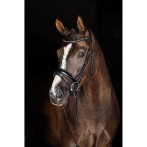 Halter for horse Covalliero image-1